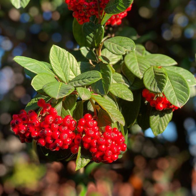 Cotoneaster berries on a branch
