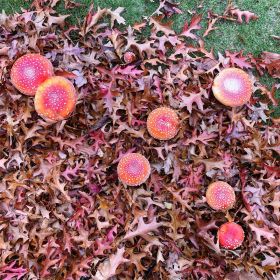 Red mushroom tops surrounded by autumn oak tree leaves