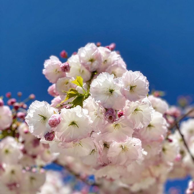 Cherry blossom on a tree with blue skies behind it