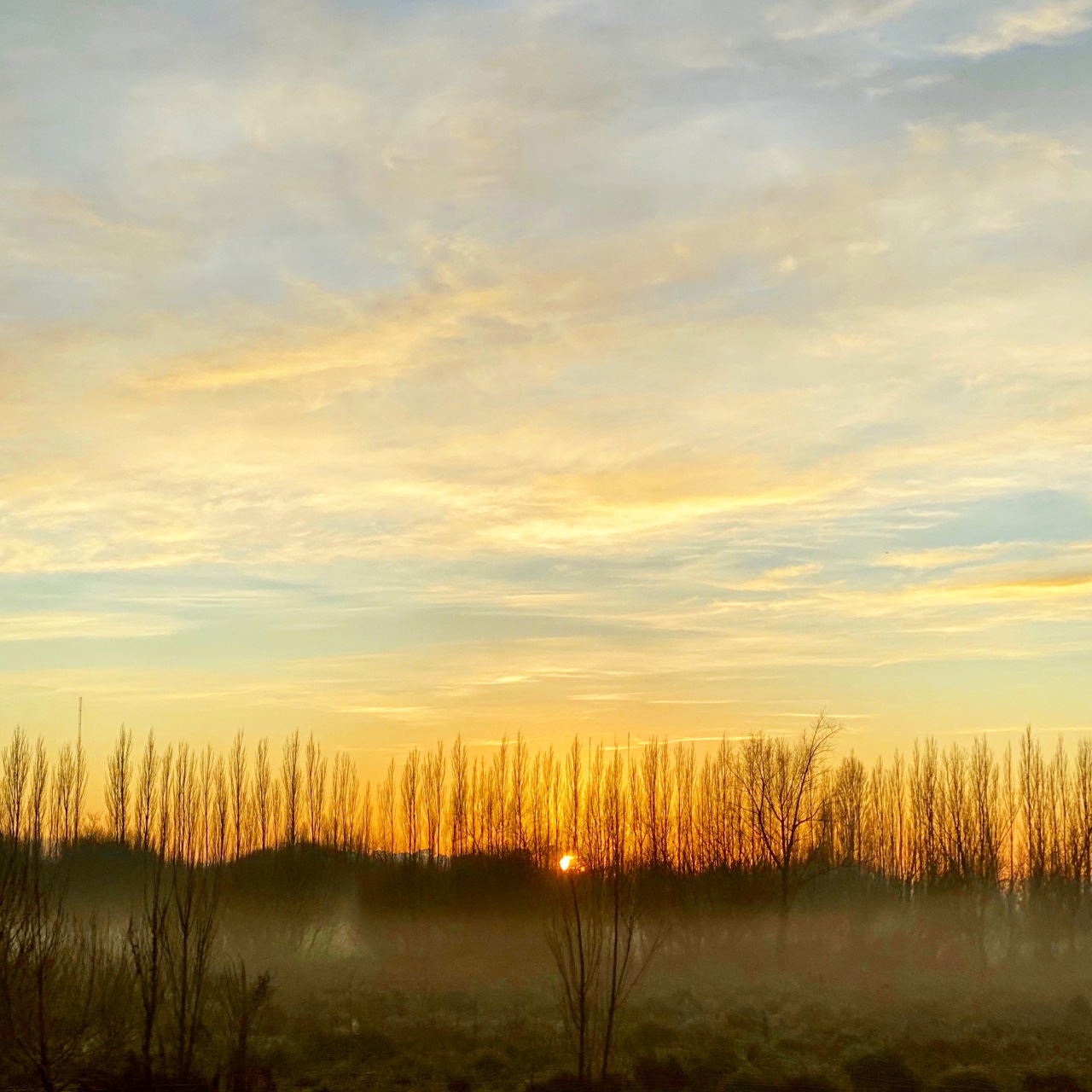 The sun is low on the horizon poking between a copse of tall slender bare trees while fog hangs low over the marshlands and the light blue sky is full of pastel yellow clouds in Marshlands, Christchurch, New Zealand