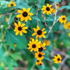 Black-Eyed Susan flowers with green leaves behind them