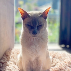 Sissy the lilac point Tonkinese cat sitting in her fluffy bed with the sun shining on her back
