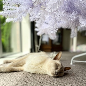 Sissy, the lilac point Tonkinese cat, lies happily in the sun under the undecorated white Christmas tree