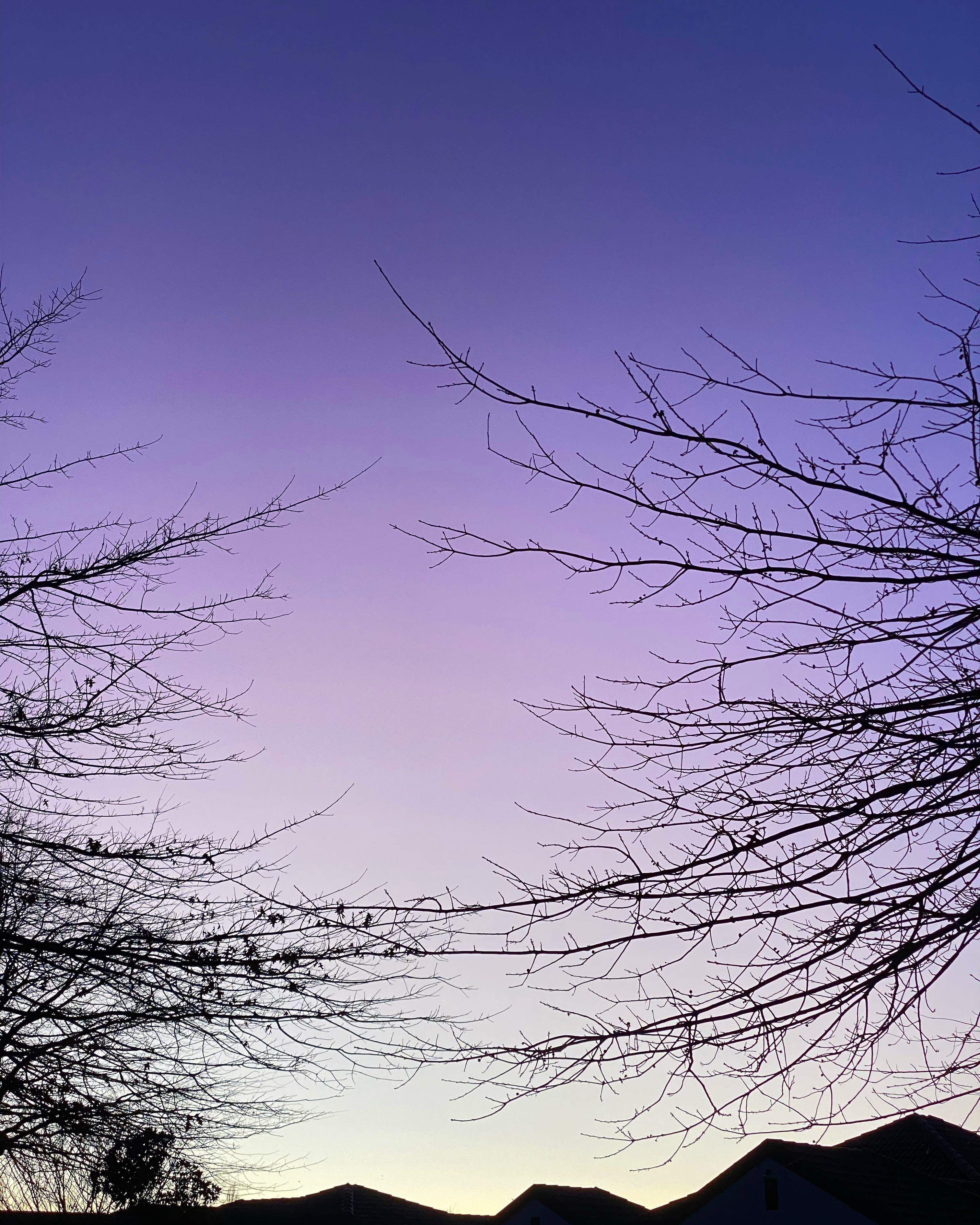 Bare tree branches frame the purple sky that fades to a whiteish-pale yellow at the horizon