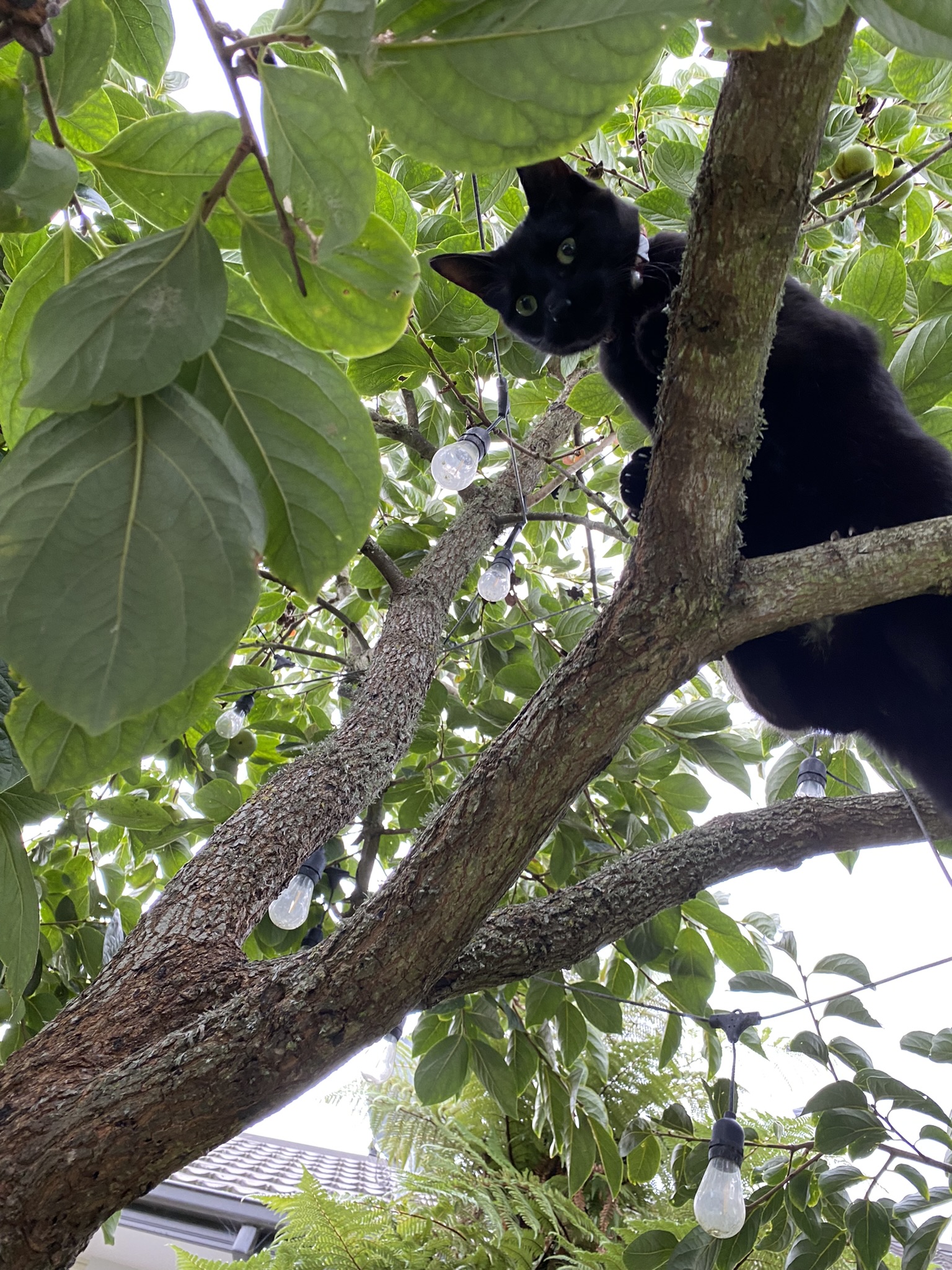 Black oriental mix cat stands on a branch in a persimmon tree and looks down at the camera